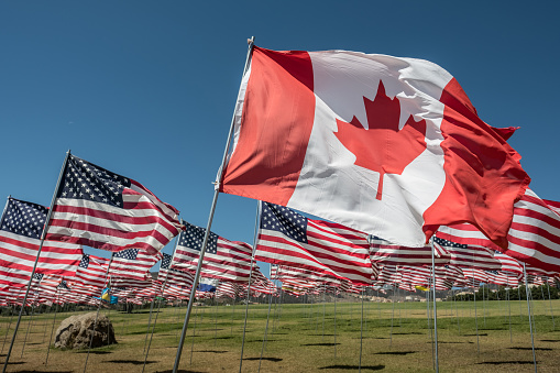 Single Canadian National Flag among variety of American National flags blowing in the wind outdoors, on lawn in public park in California, USA.