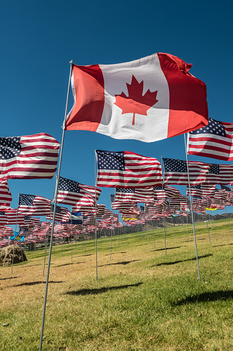 Single Canadian National Flag among variety of American National flags blowing in the wind outdoors, on lawn in public park in California, USA.