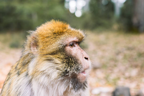 istock Side profile of the face, barbary macaque monkey, Ifrane, Morocco 641300730