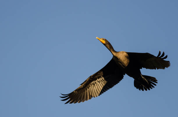 istock Double-Crested Cormorant Flying in a Blue Sky 641302636