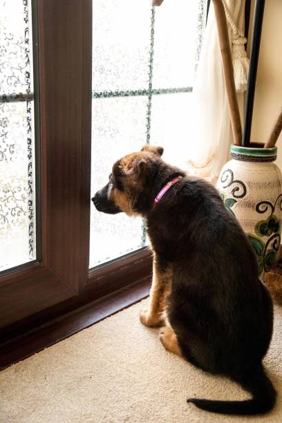istock German Shepherd Puppy guarding door 641302690