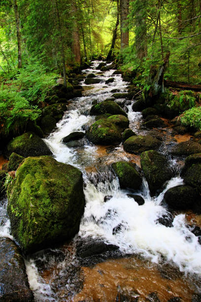 istock Hiking impressions in the Black Forest in Germany 641303518