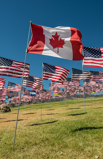 Single Canadian National Flag among variety of American National flags blowing in the wind outdoors, on lawn in public park in California, USA.