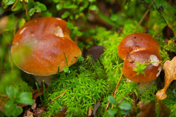 istock beautiful porcini mushroom growing in forest 641304858