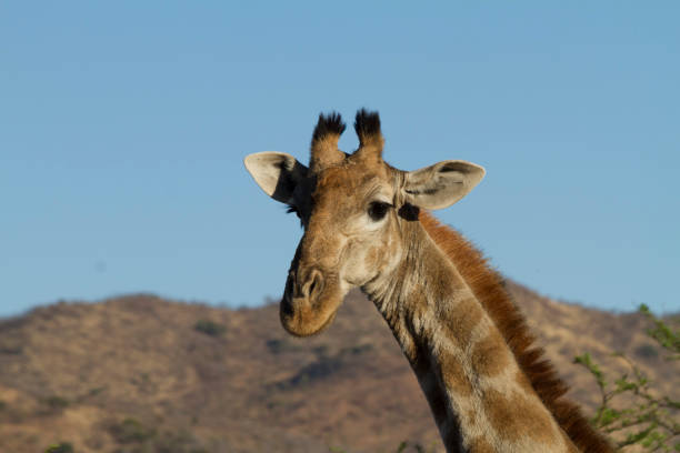 gros plan de girafe de tête dans un cadre vallonné - pilanesberg national park photos photos et images de collection