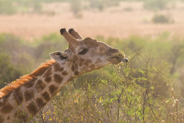 plan rapproché de girafe, mangeant des lames de l’arbre - pilanesberg national park photos photos et images de collection