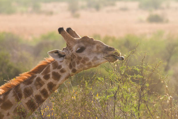 Close-up of giraffe eating leaves of tree top in Pilanesberg national park, South Africa
