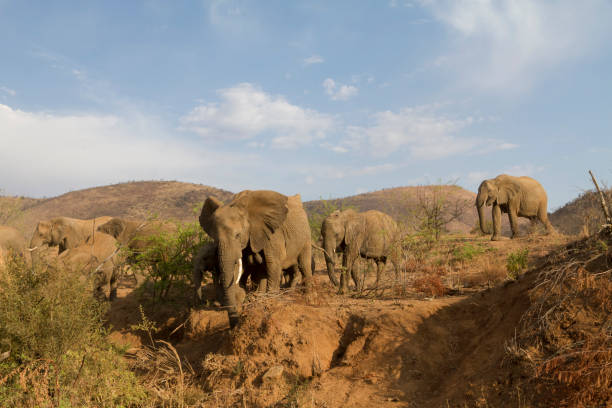 istock Elephant herd carefully descending steep hill 641305686
