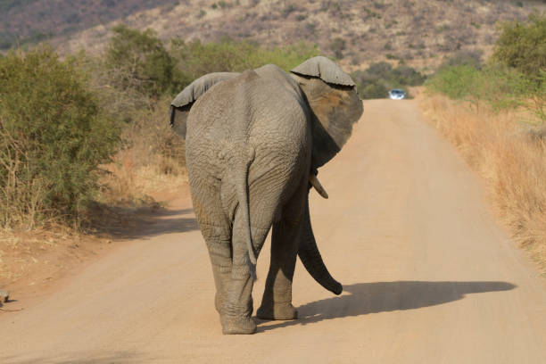 istock Elephant seen from behind, walking alone on road 641305782
