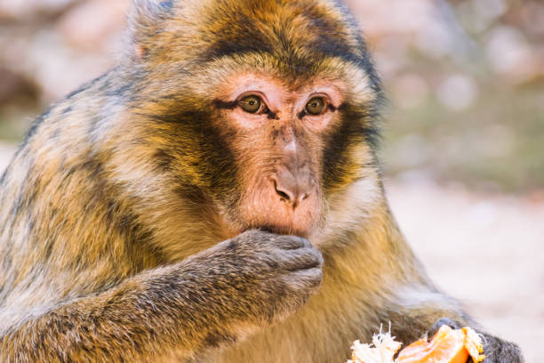 Barbary macaque monkey eating a tangerine, Ifrane, Morocco stock photo