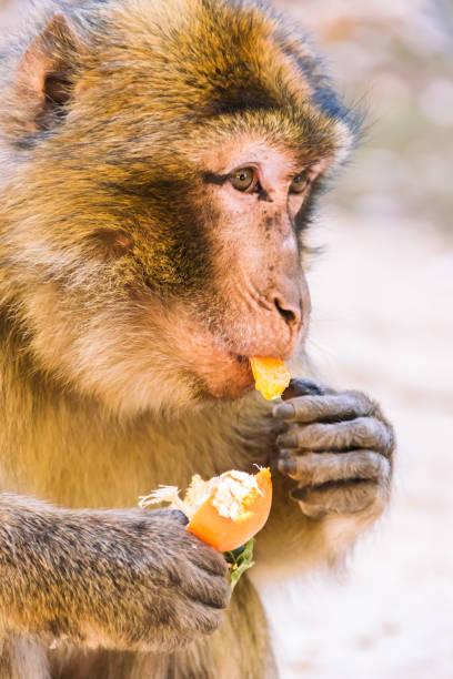 istock Barbary macaque monkey eating a tangerine, Ifrane, Morocco 641305950