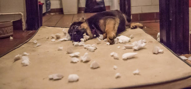 German Shepherd Puppy destroying bed German Shepherd puppy ripping the stuffing out of a bed dog-tearing stock pictures, royalty-free photos & images