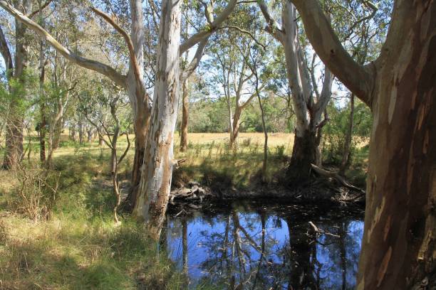 istock Bird dog trials in Victoria Australia - January 2017 641306478