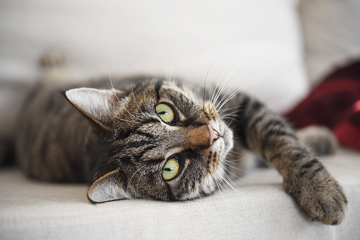 tabby cat lies relaxed on the sofa and looks attentively at the camera, waiting for playing, selected focus, narrow depth of field