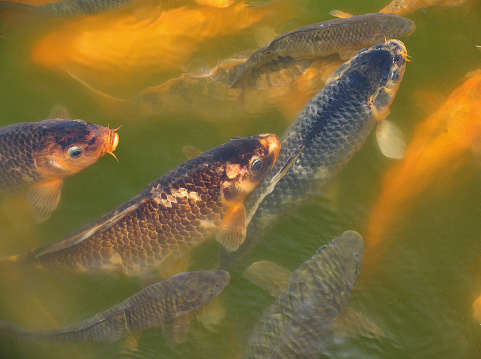 Carps in muddy water of the city pond