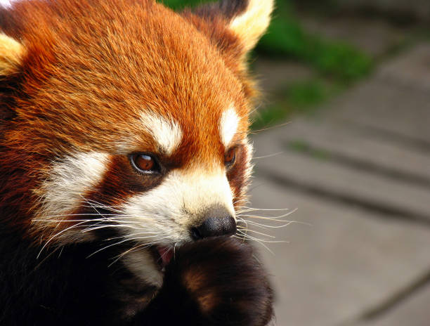 Red panda Ailurus fulgens or lesser panda eating bamboo leaves on tree branch