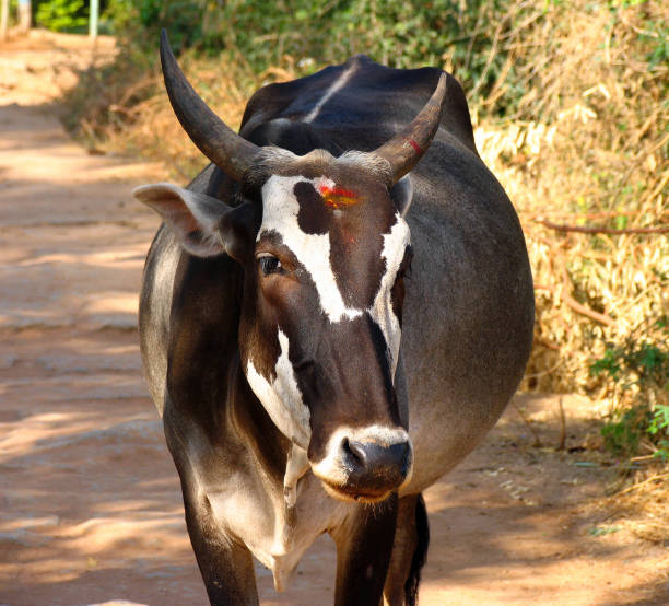 Indian sacred cow on the street of Hampi Indian sacred cow on the street of Hampi domestic violence india stock pictures, royalty-free photos & images