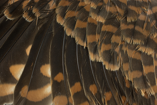 Close-up of a Kestrel's, Sparrow Hawk, wing feathers- male