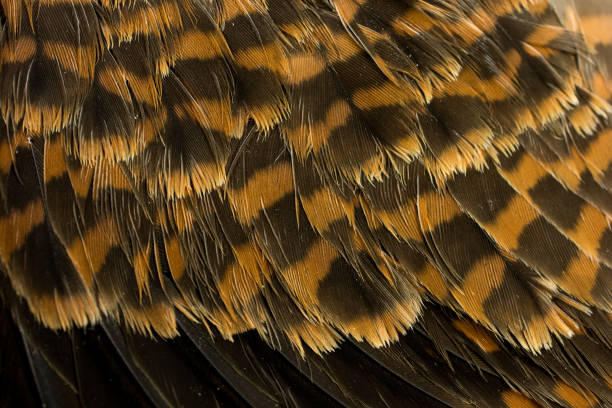 istock Close-up of a Kestrel's, Sparrow Hawk, wing feathers- male 641309140