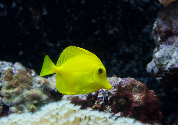 istock Fish is kind of cichlids 641309200