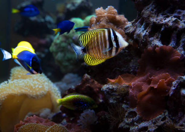 istock Fish is kind of cichlids 641309202