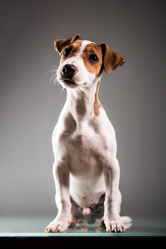 Jack russell puppy posing for the camera