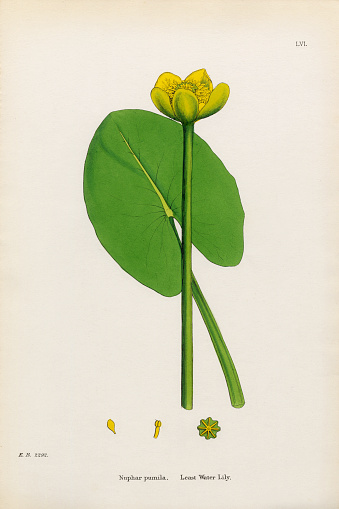 Very Rare, Beautifully Illustrated Antique Engraved and Hand Colored Victorian Botanical Illustration of Least Waterlily, Nuphar pumila, Victorian Botanical Illustration, 1863 Plants. Plate 56, Published in 1863. Source: Original edition from my own archives. Copyright has expired on this artwork. Digitally restored.