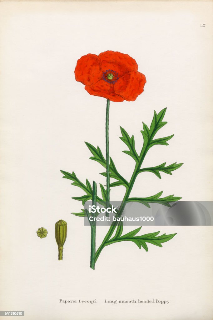 Smooth Headed Poppy, Papaver Lecoqii, Victorian Botanical Illustration, 1863 Very Rare, Beautifully Illustrated Antique Engraved and Hand Colored Victorian Botanical Illustration of Smooth Headed Poppy, Papaver Lecoqii, Victorian Botanical Illustration, 1863 Plants. Plate 60, Published in 1863. Source: Original edition from my own archives. Copyright has expired on this artwork. Digitally restored. 19th Century Style stock illustration