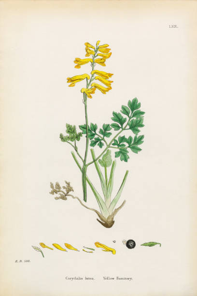 Yellow Fumitory, Corydalis Lutea, Victorian Botanical Illustration, 1863 Very Rare, Beautifully Illustrated Antique Engraved and Hand Colored Victorian Botanical Illustration of Yellow Fumitory, Corydalis Lutea, Victorian Botanical Illustration, 1863 Plants. Plate 69, Published in 1863. Source: Original edition from my own archives. Copyright has expired on this artwork. Digitally restored. corydalis lutea stock illustrations