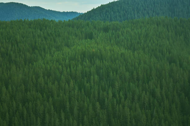istock Coniferous forest in the Eastern Rhodopes. 641311780