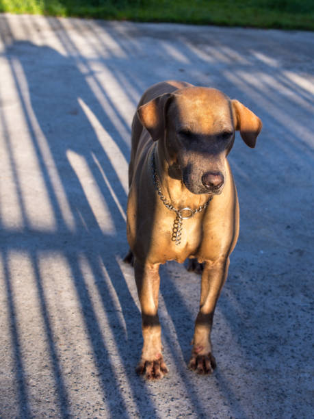 istock Shadow and The Brown Dog in Home 641313862