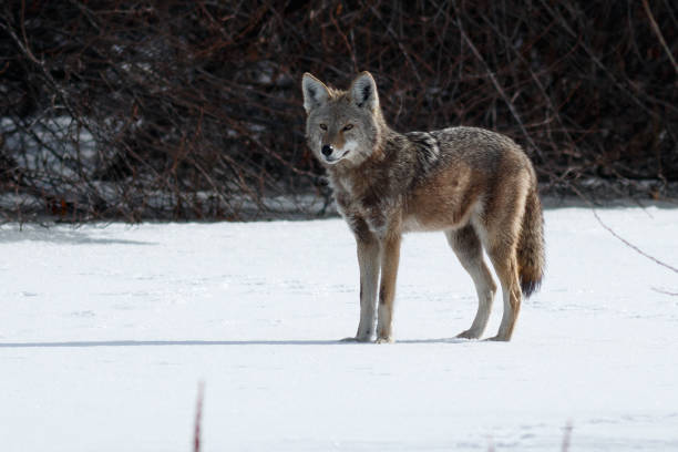 istock Coyote hunting in snow 641314052