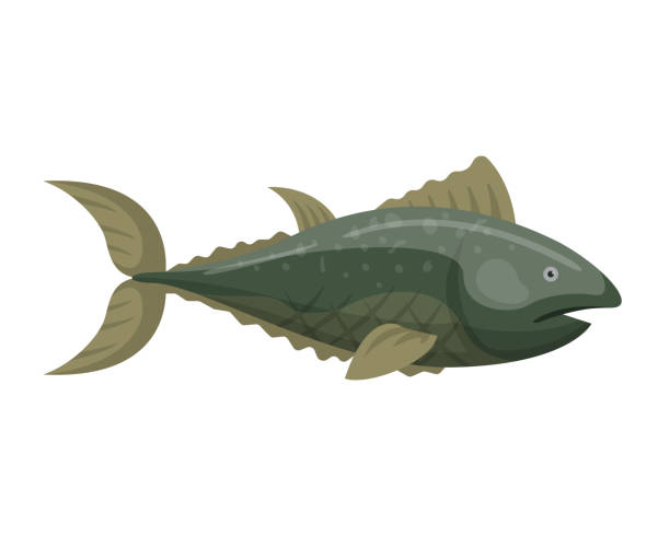 Fish redfin nature animal seafood vector illustration Fish redfin nature animal seafood vector illustration. Mediterranean nutrition fishing and meat preparation. Water dorado fresh raw meal underwater. yellowback fusilier stock illustrations