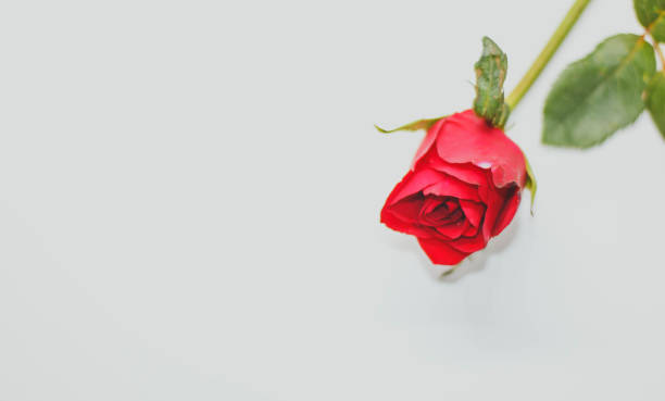 istock Red rose with message card.Image of Valentines day 641314728