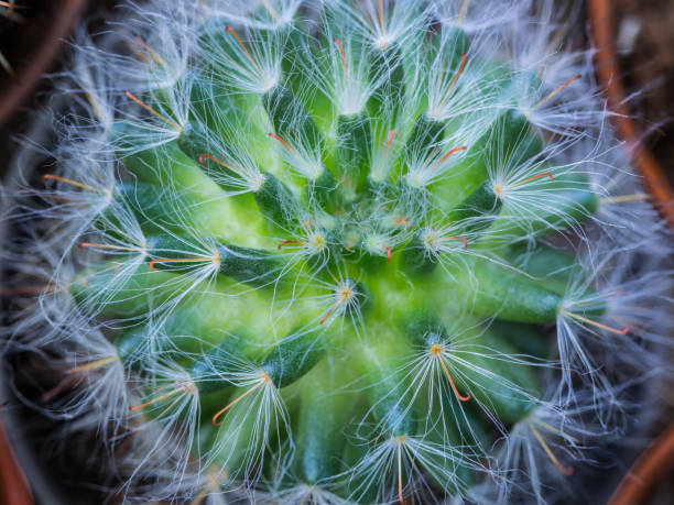 istock Blur of Little Cactus 641314832