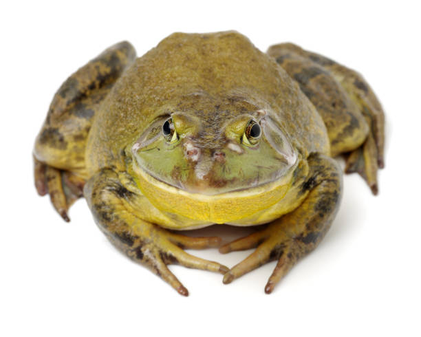 istock Bullfrog, Rana catesbeiana, on white background 641316590