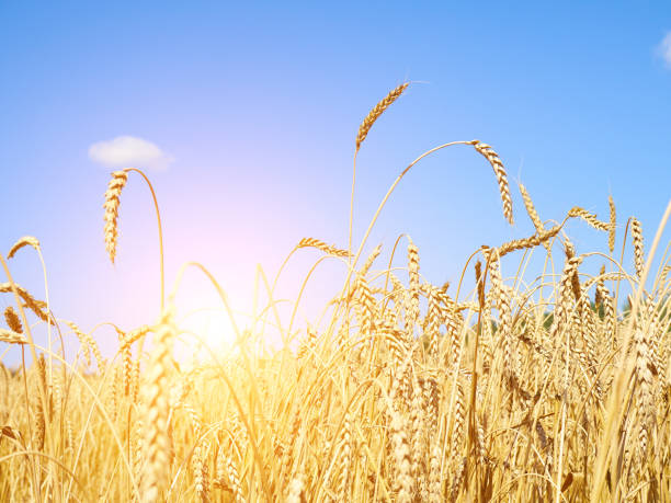 istock Golden Wheat Field With Blue Sky In Background. 641320326