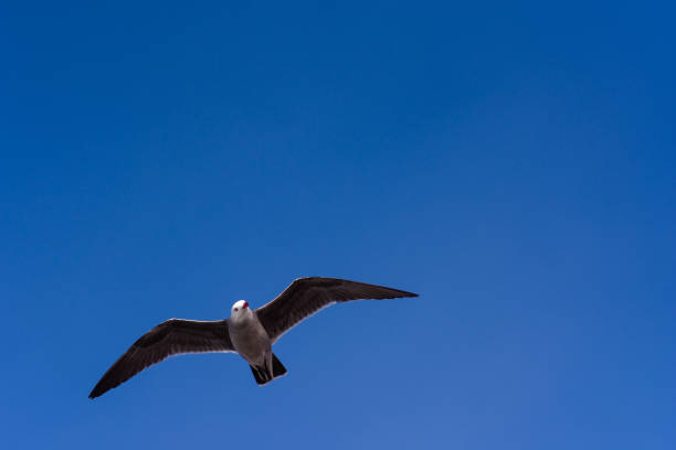 istock Closeup of seagull flying against clear blue sky 641321314