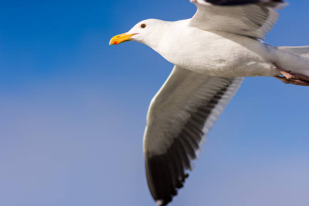 istock Closeup of seagull flying against clear blue sky 641321330