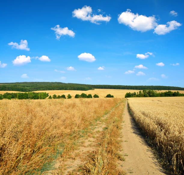 istock Summer rural landscape with dirt road and blue sky. 641325458