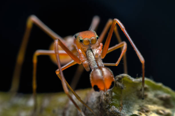Jumping spider - Myrmarachne plataleoides (Male) or Kerengga ant-like jumper. Macro photography.