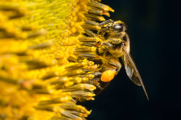 Worker bee gathering nectar from sunflowers. stock photo