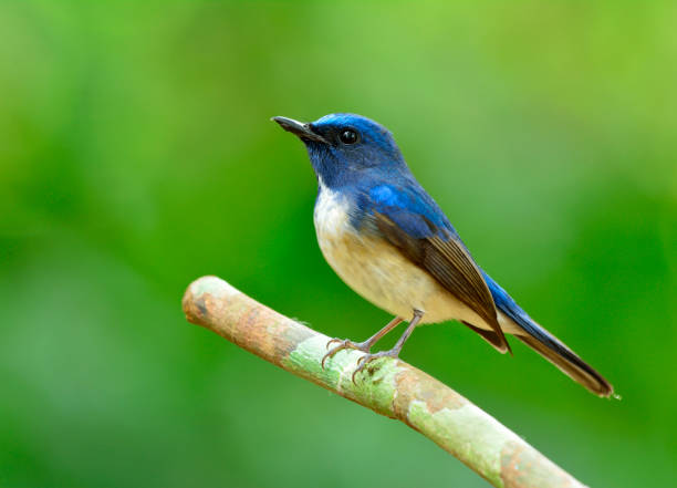 istock Hainan Blue Flycatcher, beautiful blue bird in nature 641328246