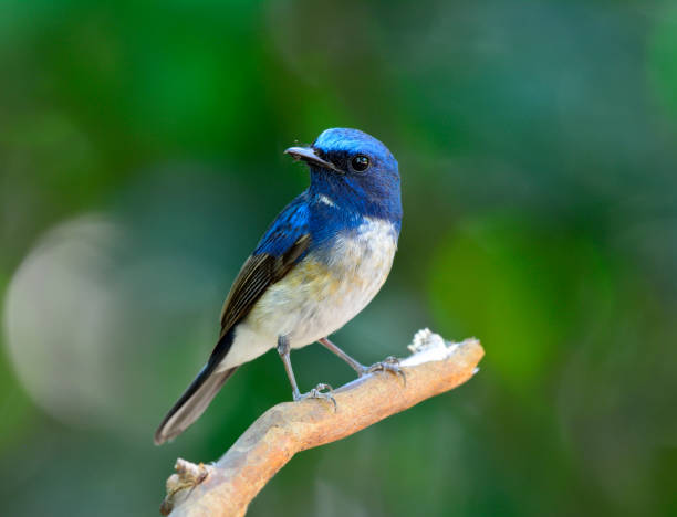 istock Hainan Blue Flycatcher, beautiful blue bird in nature 641328252