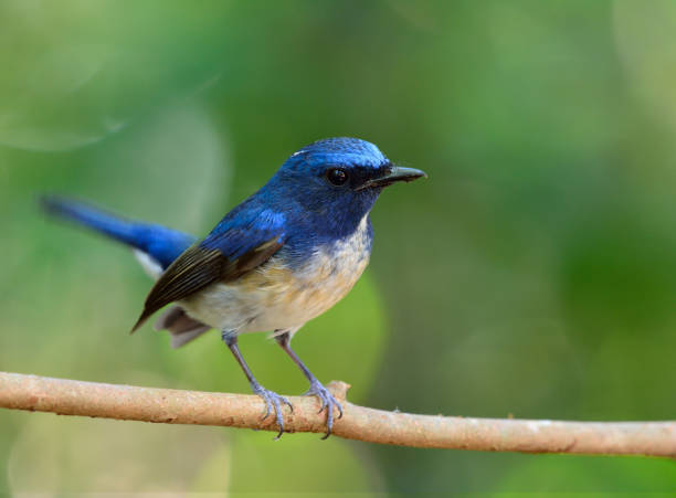 istock Hainan Blue Flycatcher, beautiful blue bird in nature 641328262