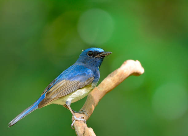 istock Hainan Blue Flycatcher, beautiful blue bird in nature 641328268
