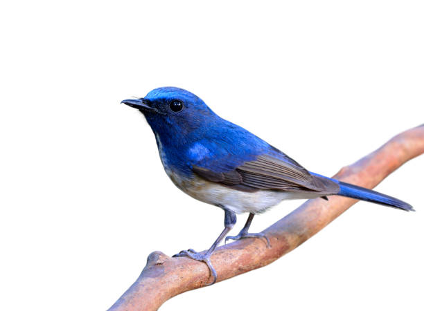 istock Hainan Blue Flycatcher, beautiful blue bird in nature 641328286