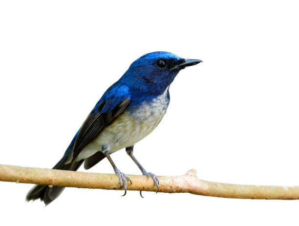 istock Hainan Blue Flycatcher, beautiful blue bird in nature 641328322