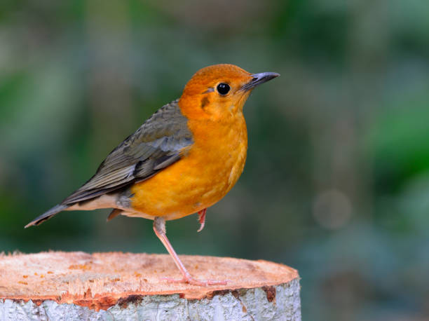 istock Orange-headed Thrush, beautiful yellow bird with grey wings in nature 641328614
