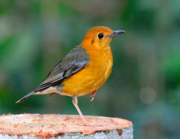 istock Orange-headed Thrush, beautiful yellow bird with grey wings in nature 641328632